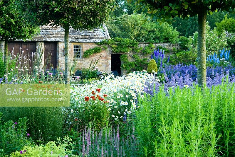 Herbaceous borders lining the croquet lawn feature standard holm oaks, Quercus ilex, underplanted with herbaceous perennials including catmint, Nepeta 'Six Hills Giant', Alchemilla mollis, Lychnis chalcedonica and Stemmacantha centaureoides - Melplash Court, Bridport, Dorset, UK
