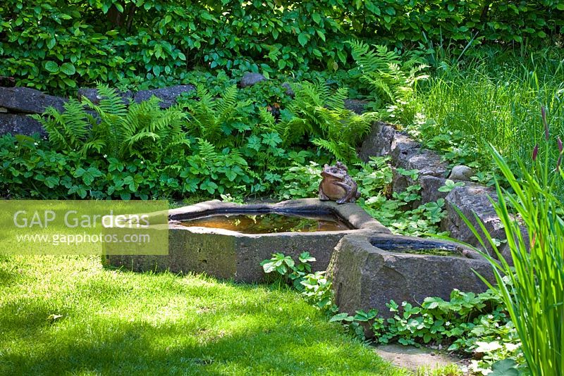 Backed by a hornbeam hedge and a stone wall overgrown with ferns, a stone frog ornament sits on edge of raised basin. Other planting includes Carpinus betulus, Dryopteris and Fragaria vesca - The Manor House, Germany