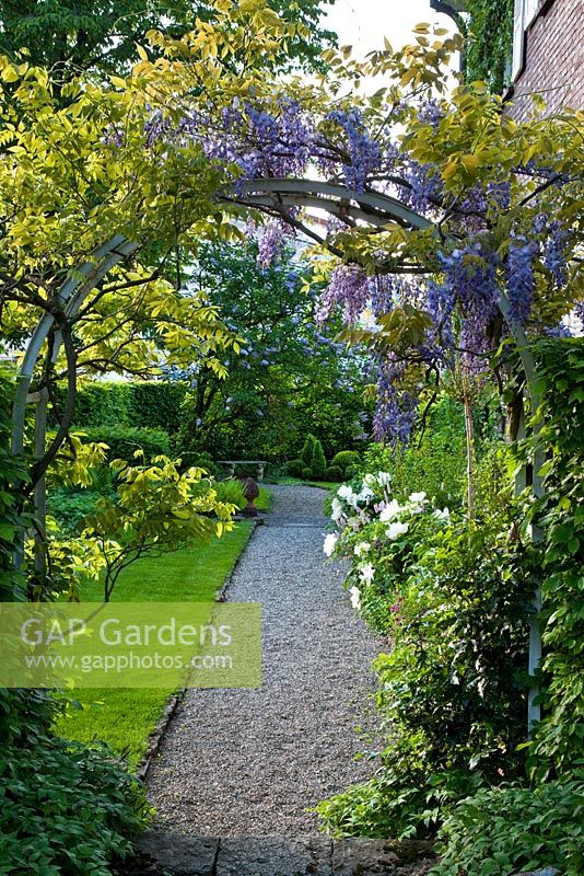 View through a Wisteria arch to a stone bench and topiary at the end of a gravel path. Other planting includes Lathyrus vernus, Mahonia, Paeonia suffruticosa, Persicaria bistorta, Syringa vulgaris and Wisteria sinensis - The Manor House, Germany
