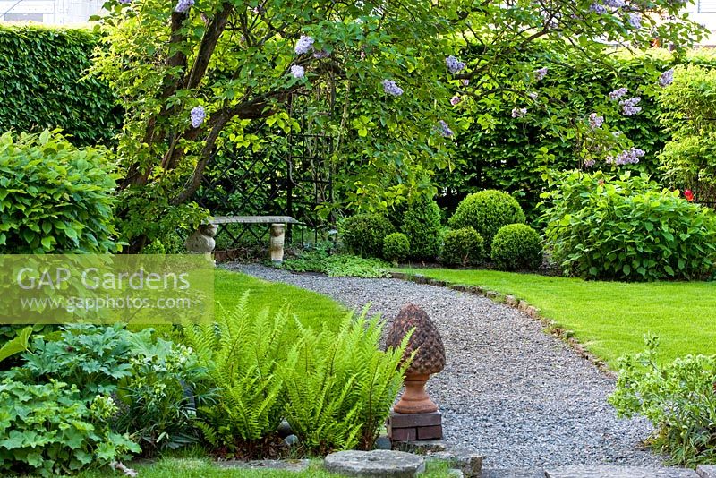 View across lawns and ferns to box topiary, gravel paths and hornbeam hedges create garden spaces which are characteristic of the 1920s. Other planting includes Rosa 'Paul´s Himalayan Musk', Alchemilla mollis, Buxus, Carpinus betulus, Dryopteris, Helleborus foetidus, Hydrangea arborescens and Symphytum - The Manor House, Germany 
