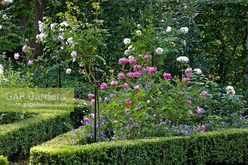 Low clipped box hedge framing a rose border of Rosa 'Gertrude Jekyll', 'Glamis Castle', 'John Clare', Campanula poscharskyana, Carpinus betulus and Nerium oleander - The Manor House, Germany