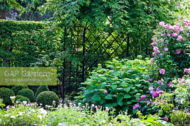 Arbour backed by a hornbeam hedge, Buxus topiary, Rosa 'Paul's Himalayan Musk', 'Rosa Mundi', Geranium, Hydrangea arborescens 'Annabell' and Rosa gallica - The Manor Garden, Germany