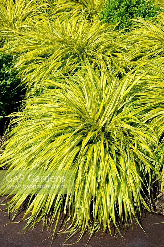 Hakonechloa macra 'Aureola' - Golden Japanese Forest Grass
