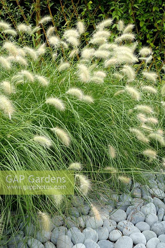 Pennisetum villosum - Feathertop Grass with pebble mulch