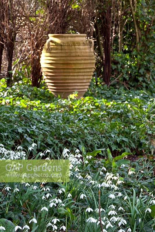 Terracotta urn used as a focal point, bed of Galanthus - Pembury House