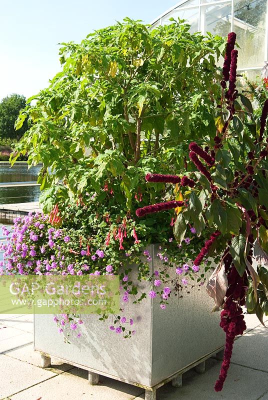 Lantana montevidensis with Fuchsia and Amaranthus paniculatus 'Red Cathedral' in metal container on the glasshouse terrace - RHS Garden Wisley, Woking, Surrey, UK