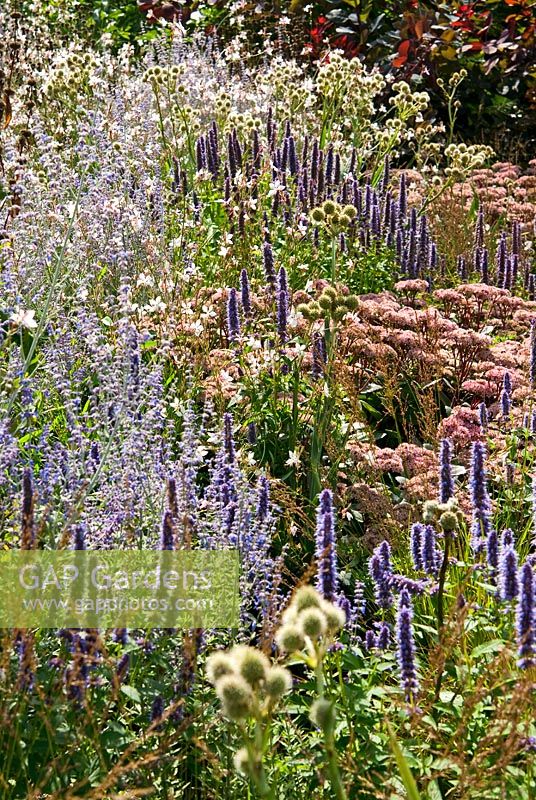 Agastache 'Blue Fortune', Eryngium yuccifolium, Sedum 'Matrona' and Gaura lindheimeri 'Whirling Butterflies' - RHS Garden Wisley, Woking, Surrey, UK