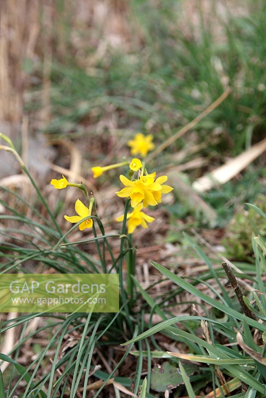 Narcissus jonquilla growing wild in Mediterranean Garrigue, Spain