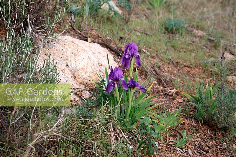 Iris lutescens growing wild in Mediterranean Garrigue, Spain