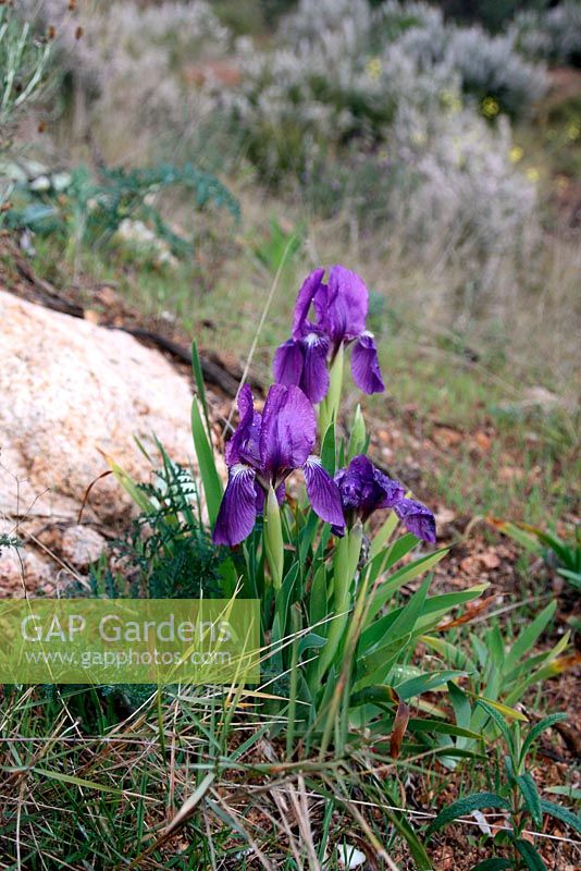 Iris lutescens growing wild in Mediterranean Garrigue, Spain