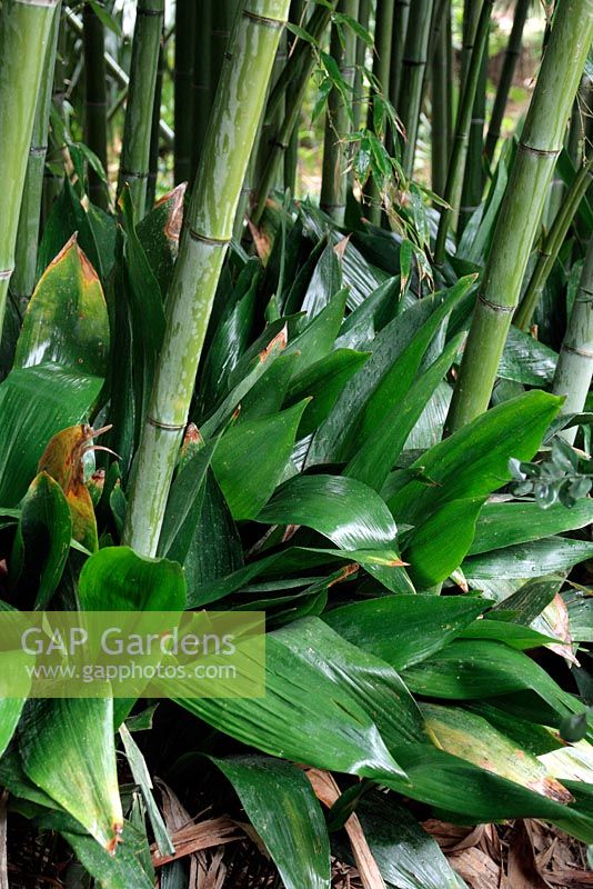 Aspidistra elatior growing in shade under bamboo in a frost free climate