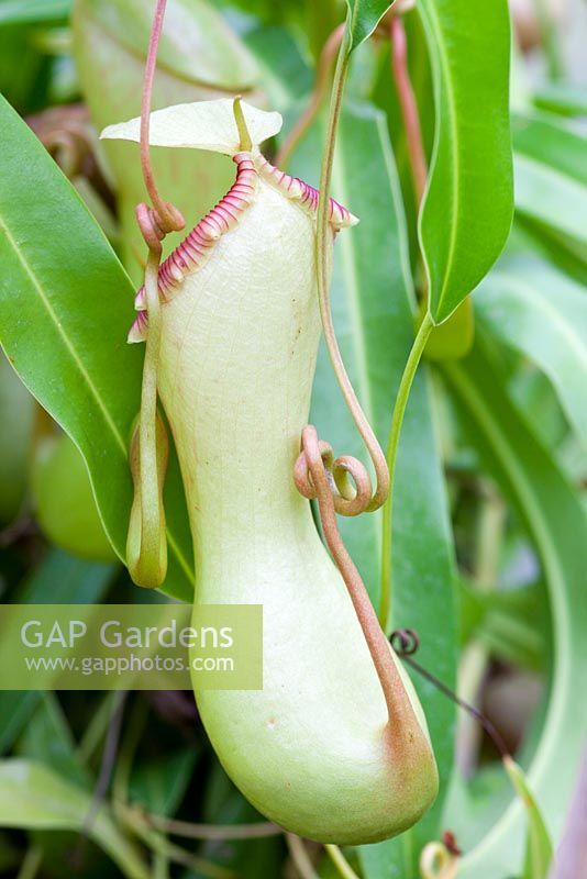 Nepenthes ventricosa X inermis (Pitcher Plant)