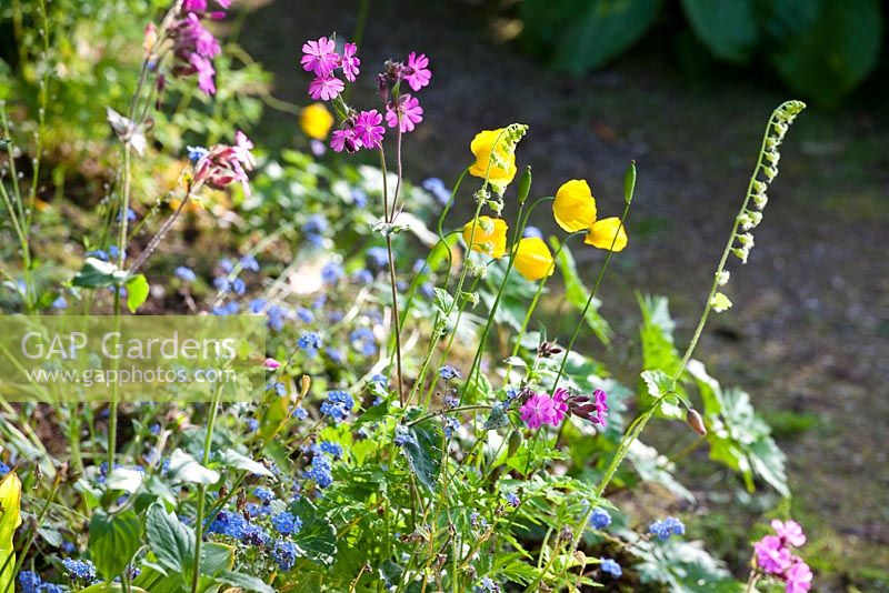 Wild flowers including Red Campion, Welsh Poppies and Forget-me-not. The Garden House, Devon.