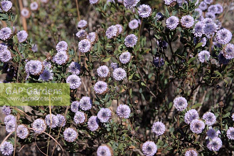 Globularia alypum - Shrubby Globularia growing wild in dry Garrigue