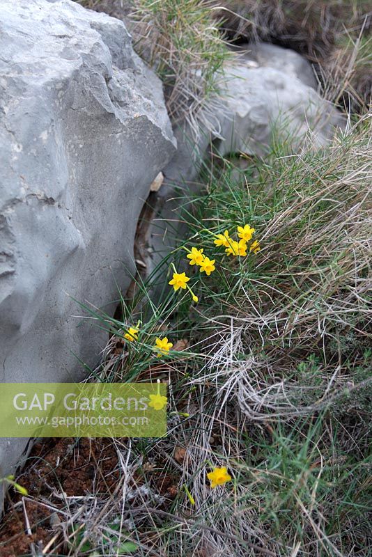 Narcissus jonquilla growing wild in Mediterranean Garrigue, Spain