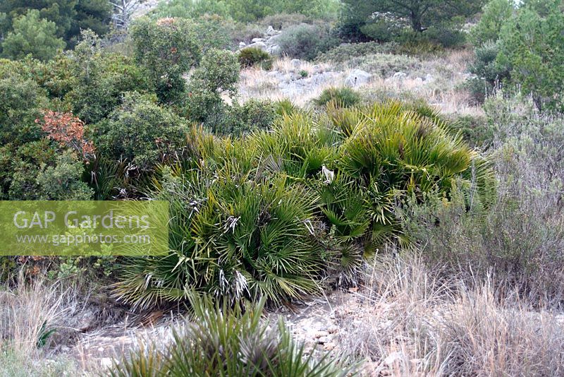 Chamaerops humilis growing wild in Mediterranean Garrigue, Spain
