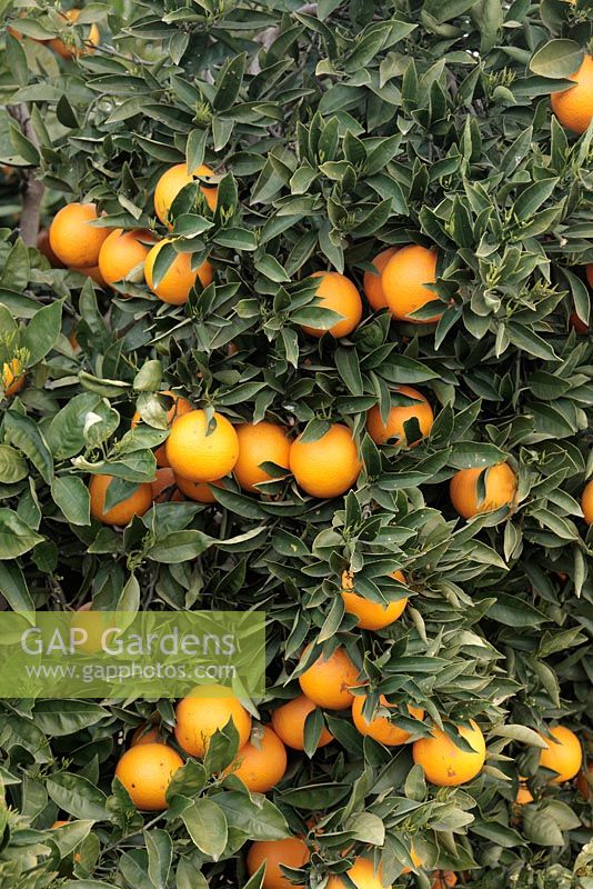 Citrus sinensis 'Valencia Late' - Oranges