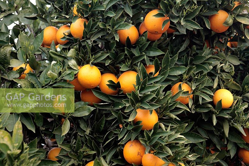 Citrus sinensis 'Valencia Late' - Oranges