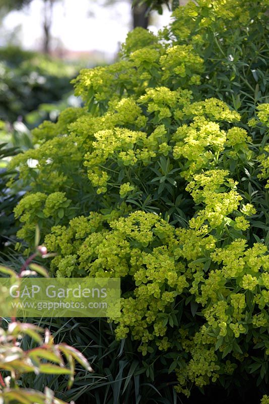 Euphorbia 'Walenburgs Glorie'