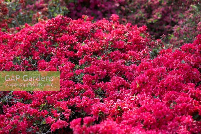 Rhododendron 'Rubinstern'