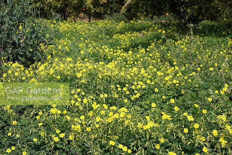 Oxalis pes-caprae - Bermuda Buttercup growing as a troublesome weed in Orange Orchards