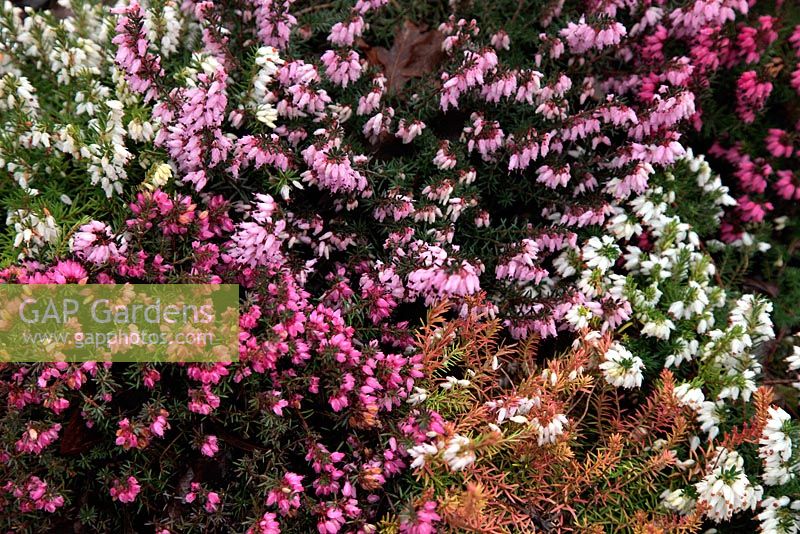 Erica carnea 'Isabell', 'March Seedling', 'Nathalie', 'Winter Snow', 'Westwood Yellow' and 'Winterfreude' 