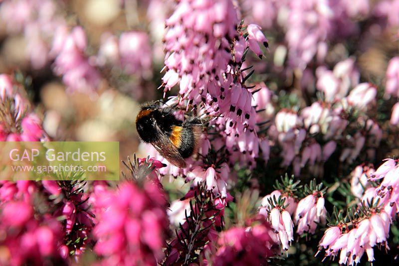 Erica carnea 'March Seedling' - Winter Heather provides an early source of pollen for the common bumble bee - Bombus hortorum in February