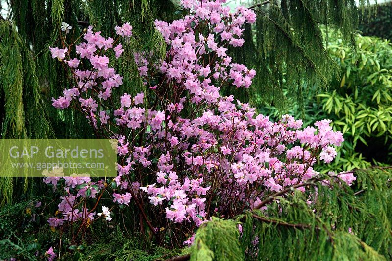 Rhododendron 'Praecox' AGM with Xanthocyparis nootkatensis 'Pendula' AGM