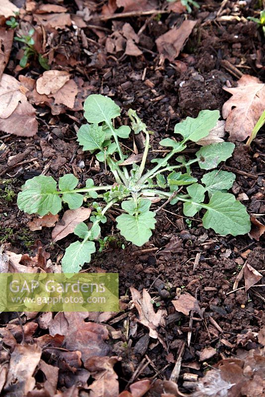 Common garden weeds - Capsella bursa-pastoris - Shepherd's Purse