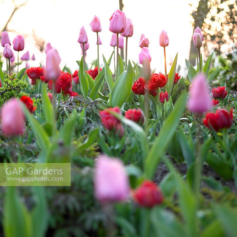 Tulipa 'Alliance' and Tulipa 'Pink Impression'