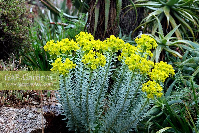 Euphorbia bivonae