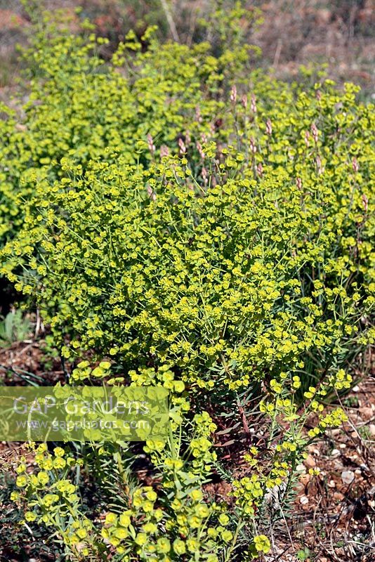 Euphorbia segetalis growing in open stony habitat, Spain