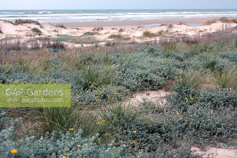 Medicago marina - Sea Medick stabilising coastal dunes, East Spain