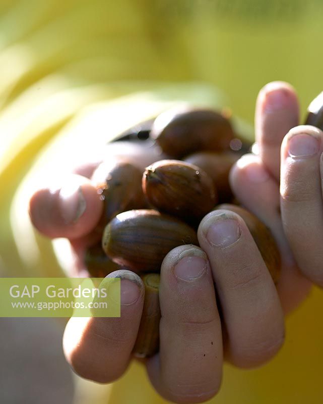 Child holding acorns