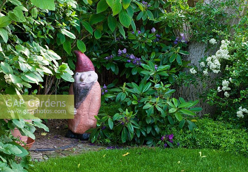 A garden gnome near planting of Galium odoratum and Rhododendron