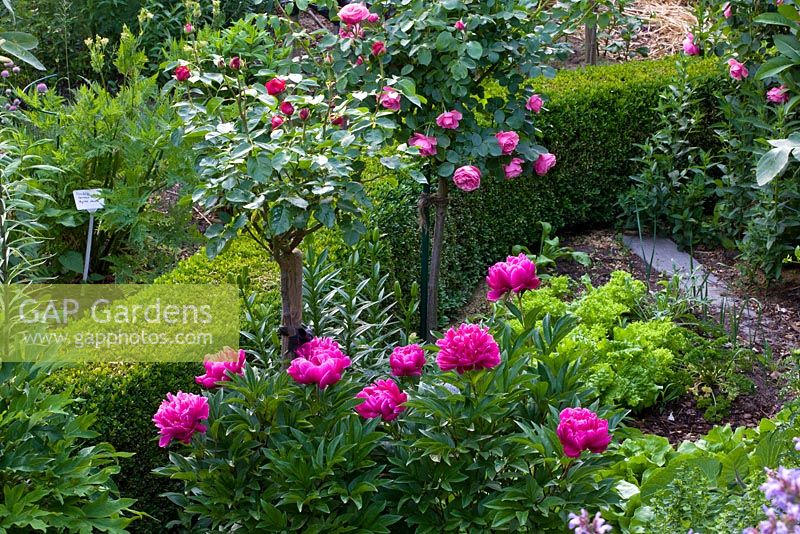 Bed of standard roses, Myrrhis and Paeonia lactiflora edged with clipped box hedge