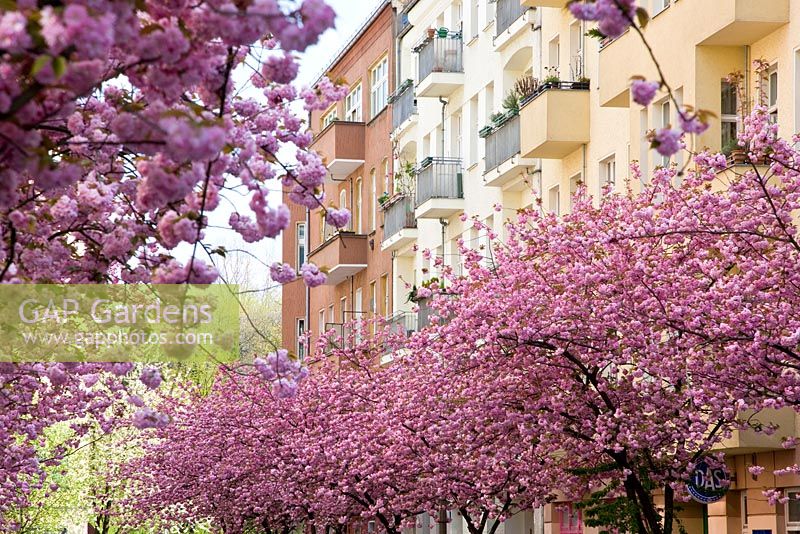 Prunus - Cherry blossom in Prenzlauer Berg, an urban district of Berlin