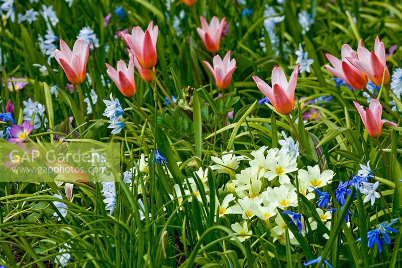 Primula vulgaris, Puschkinia scilloides, Scilla sibirica and Tulipa 'Hearts Delight' 