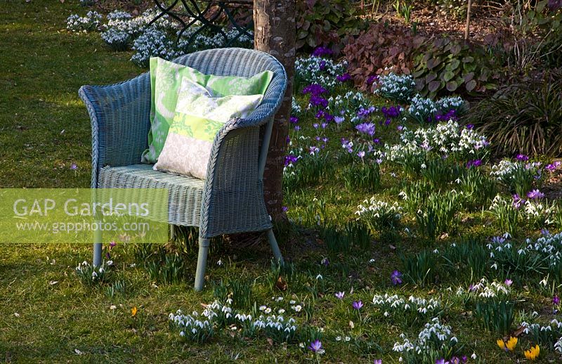 A wicker armchair on a lawn surrounded by Galanthus and Crocus