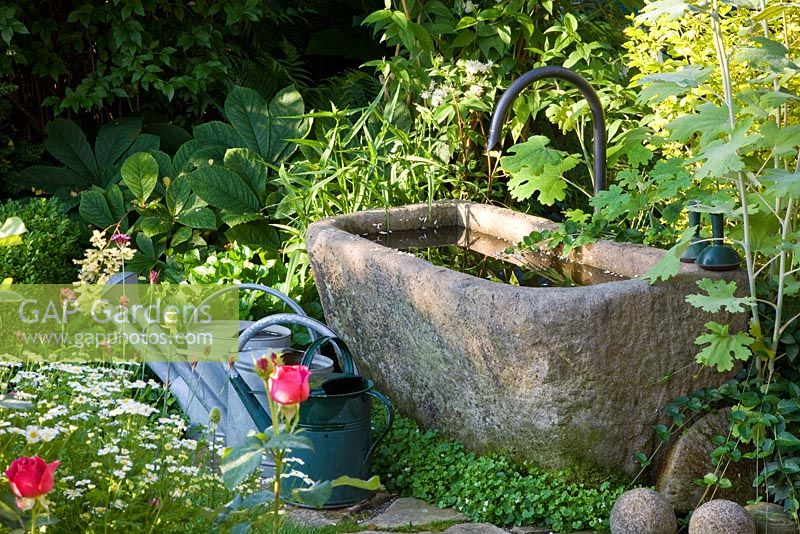 Stone trough with metal watering cans and planting of Macleaya, Rodgersia and Tanacetum parthenium 