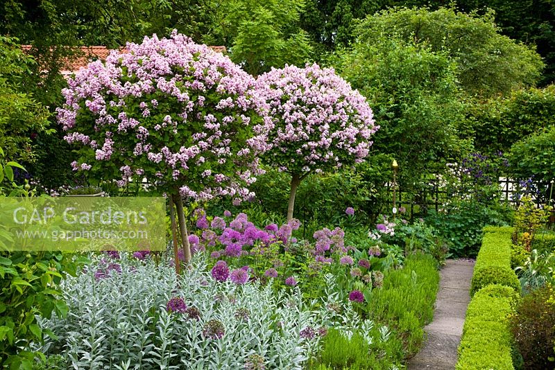 Syringa standards underplanted with perennials and edged with lavender and a clipped box hedge - Allium aflatunense, Aquilegia, Artemisia and Syringa microphylla 'Superba' 