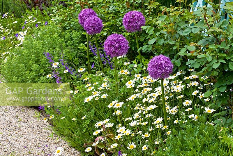 Perennials edge a border with roses - Leucanthemum vulgare and Allium 'Globemaster'