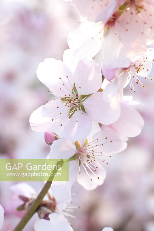 Prunus amigdalus - Flowering Almond
