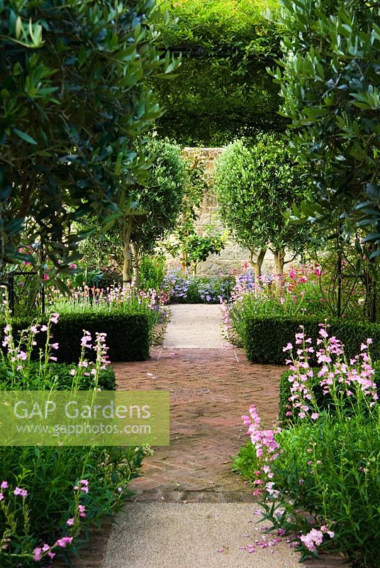 Standard Olea - Olive trees frame a path running below arch clad with Rosa banksiae, and underplanted with pink Penstemons and Salvias. Haddon Lake House, St Lawrence, Isle of Wight, UK