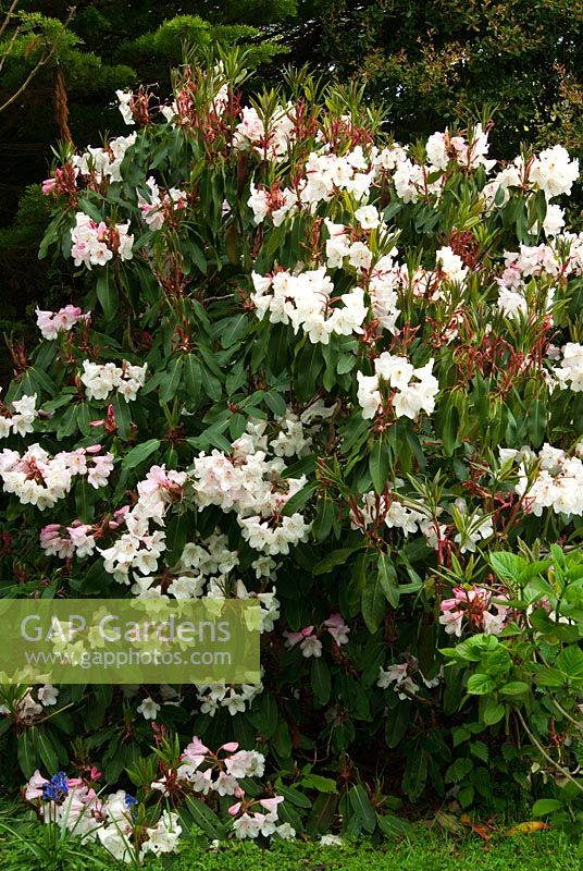 Rhododendron griffithianum 'Benmore'. 