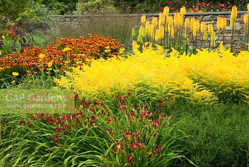 The Square Garden showcases a wealth of late summer colour including Solidago 'Goldenmosa', Helenium 'Sahin's Early Flowerer', and Hemerocallis - Daylilies. RHS Garden Rosemoor, Great Torrington, Devon, UK