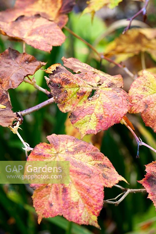Rubus peltatus - Sir Harold Hillier Gardens, Ampfield, Romsey, Hants, UK