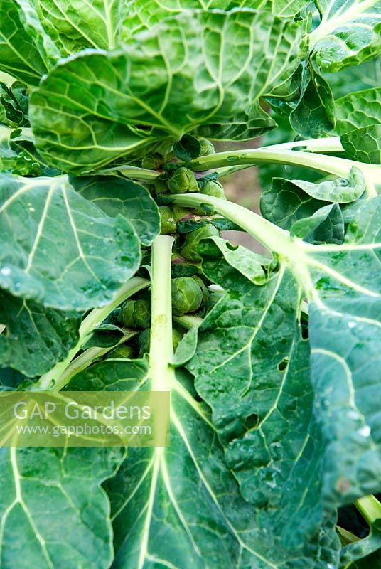 Brassica - Brussel sprout 'Bosworth'. RHS Garden Rosemoor, Great Torrington, Devon, UK