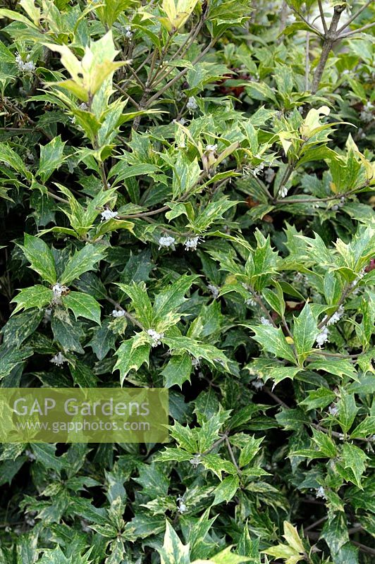 Osmanthus heterophyllus 'Goshiki' - False Holly