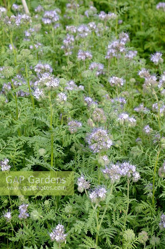 Phacelia tanacetifolia - Scorpion Weed sown to attract insects and can be used as green manure